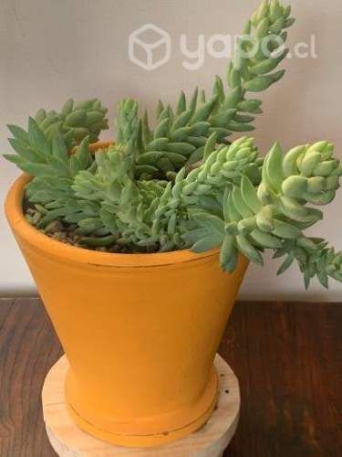 Cola de burro en macetero naranja