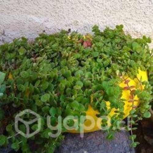 Suculenta Crassula Pullucida