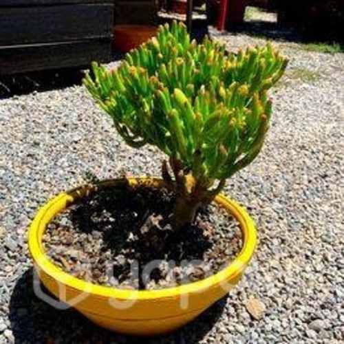 Crásula ovata en macetero amarillo