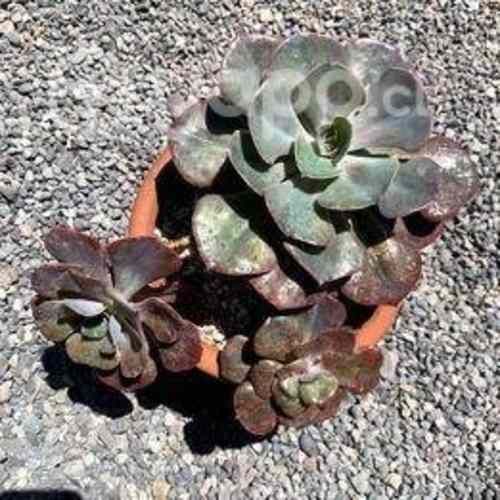 Suculenta en macetero de greda