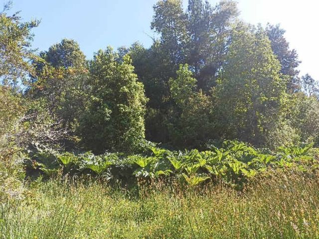 Parcela a 18km de Concepción (Hualqui)