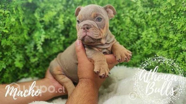 Bulldog Ingles Athenea Bulls