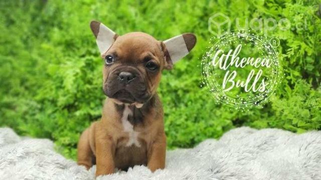Bulldog Francés Athenea Bulls