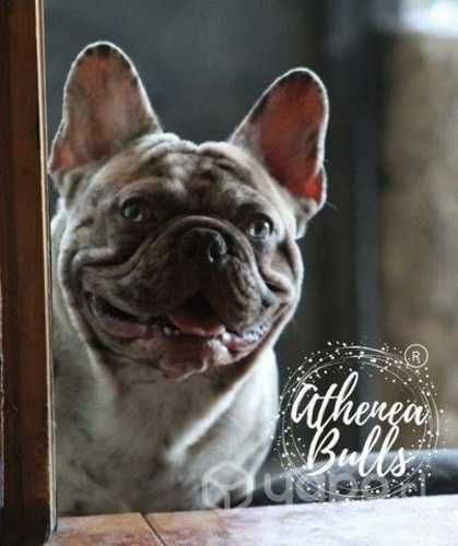 Cachorros bulldog Athenea Bulls®
