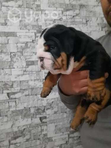 Bulldog Inglés Athenea Bulls®