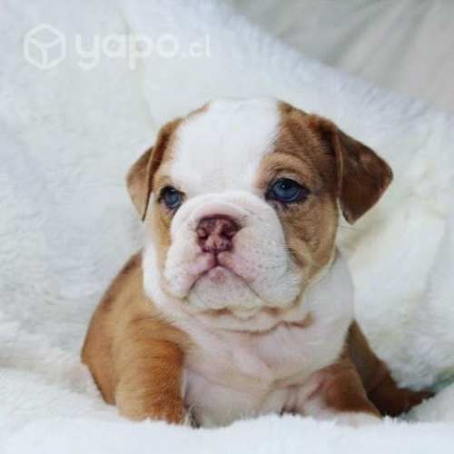Bulldog Inglés Hembra Athenea Bulls