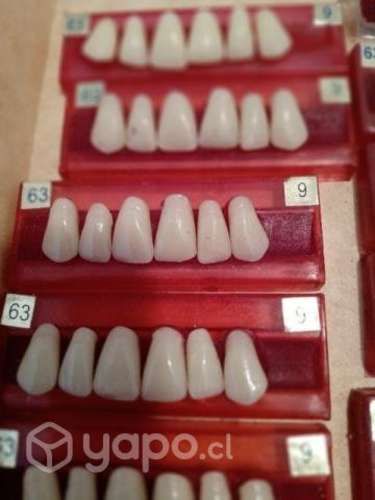 Dientes acrilicos