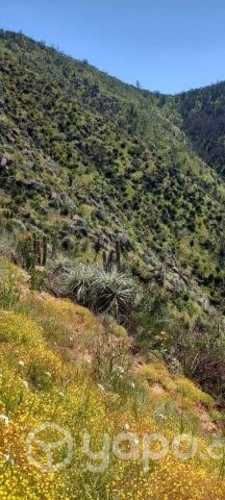 Terreno La Aurora de Curacaví 5.000 m2 Condominio