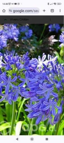 Plantas de agapantos y otros