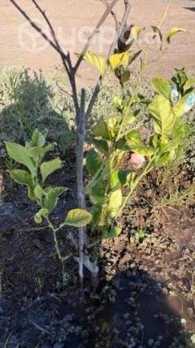 Se vende parcela Valle Fertil