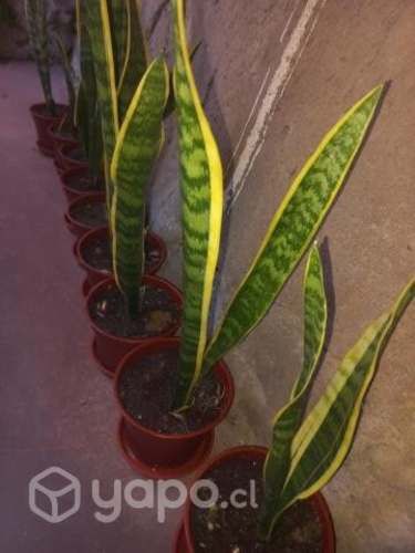 Plantas...la lengua de la suegra...espada de san j