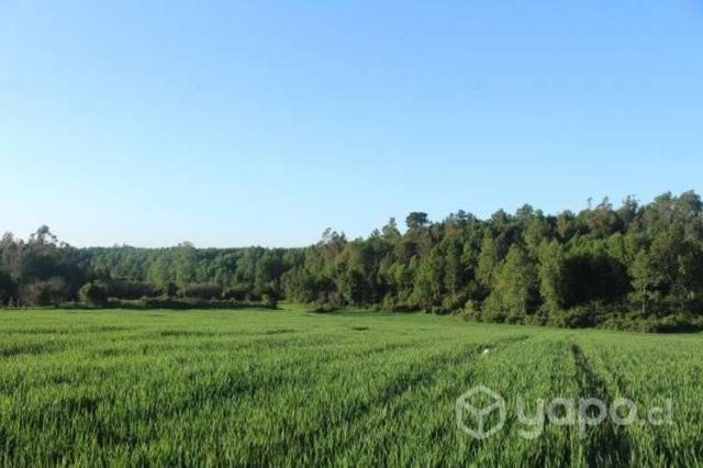 Espectacular terreno agricola en Cuarta Faja