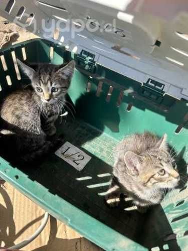 Se regalan gatitos pequeños