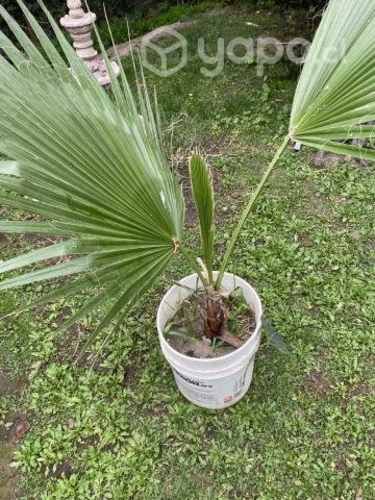 Palmera abanicó 1,60 mts