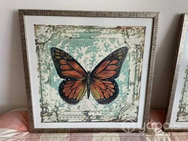 Cuadros mariposas