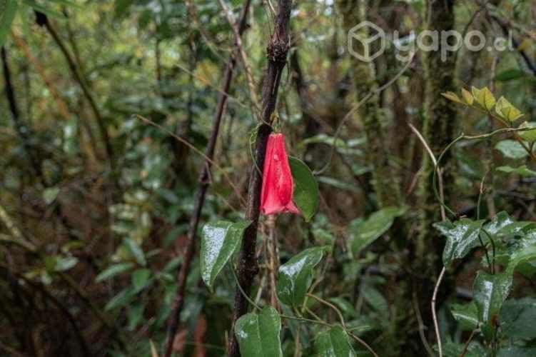 Parcela 5000 m2 Valdivia