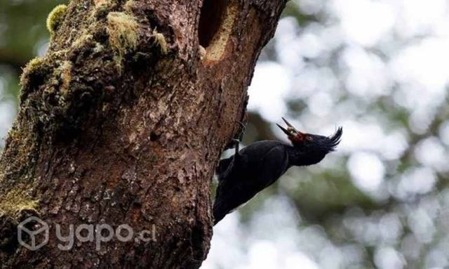 Parcela 5000 m2 Valdivia