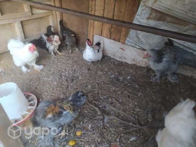 Gallinas Bramah