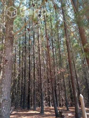 Hermoso Bosque de pino