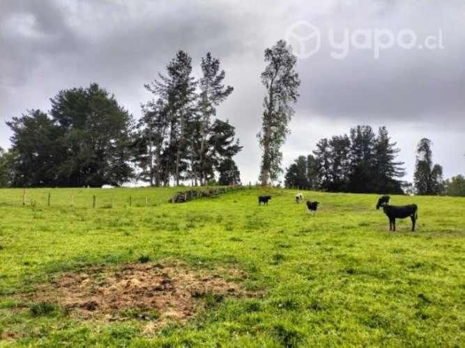 Parcela 5.000mts Osorno Lago Rupanco urbanizada
