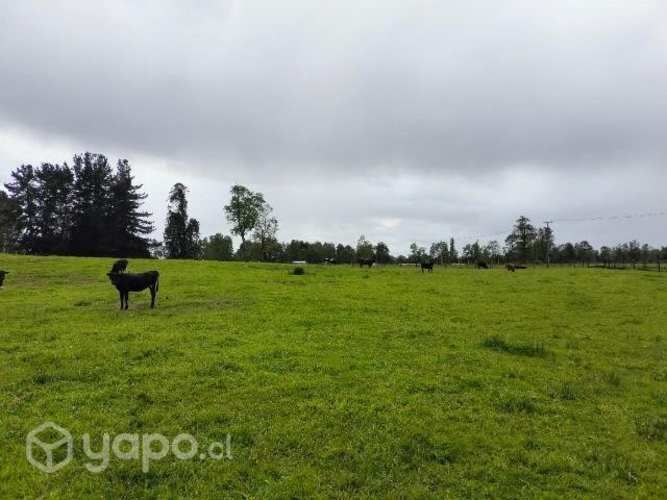 Parcela 5.000mts Osorno Lago Rupanco urbanizada