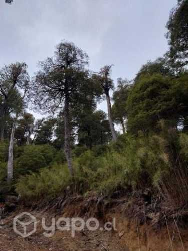 4.46 hectareas oportunidad Melipeuco