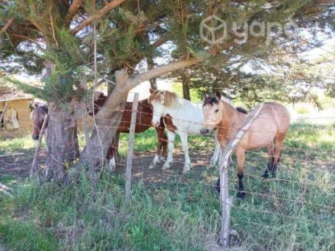 Vendo Parcela 5,5 Hectareas