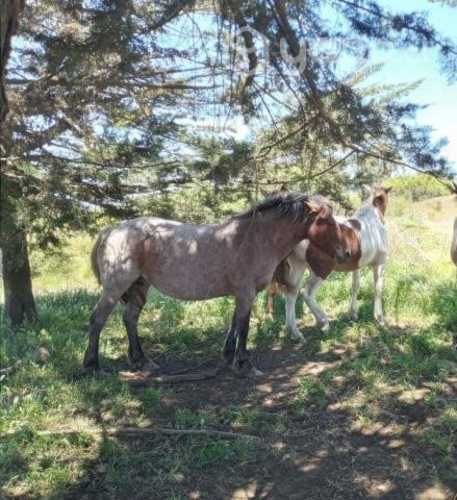 Vendo Parcela 5,5 Hectareas