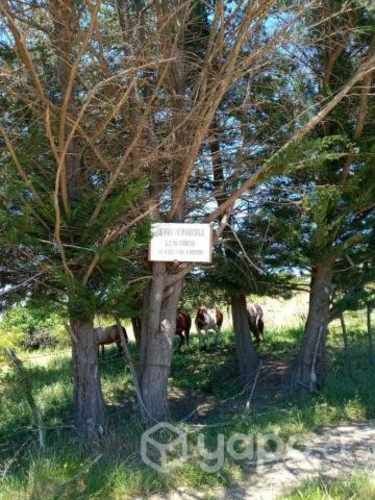 Vendo Parcela 5,5 Hectareas