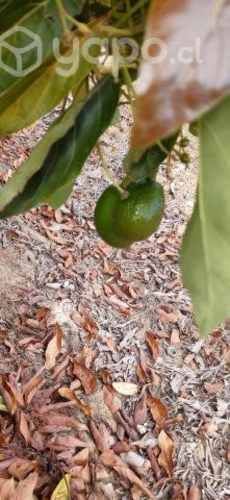 Terreno 5.2 hectáreas