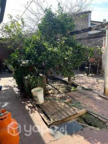 Casa nueva de matte, independencia