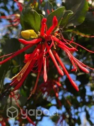 Venta casa parcela sector Pumalal