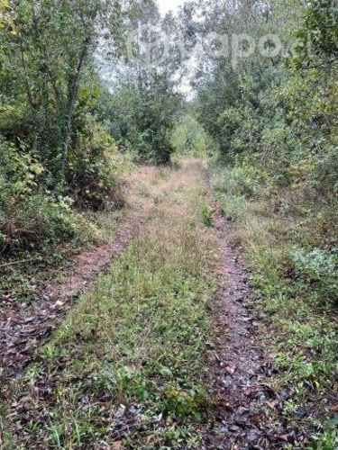Vendo 1 hectarea cerca de osorno