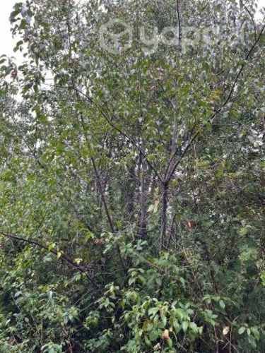 Vendo 1 hectarea cerca de osorno