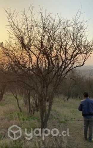 Parcela Lonquen sur talagante