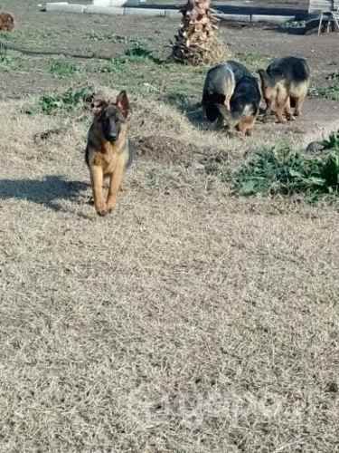 Seguridad de su empresa con pastor alemán