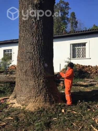 Motosierrista profesional