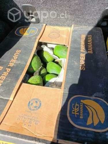 Palta hass chilena detalle y por mayor