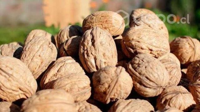 Nueces SERR cosecha 2024