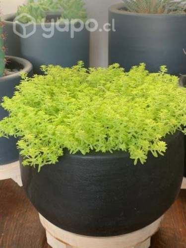 Suculenta Sedum en macetero de greda negro