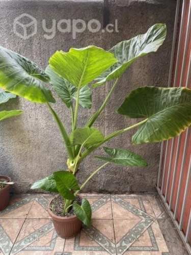 Manto de Eva 1.20 Regalo día de la madre