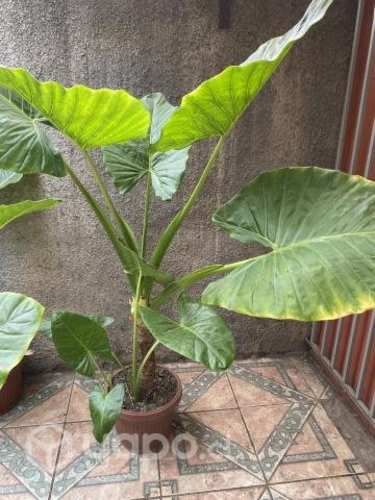 Manto de Eva 1.20 Regalo día de la madre