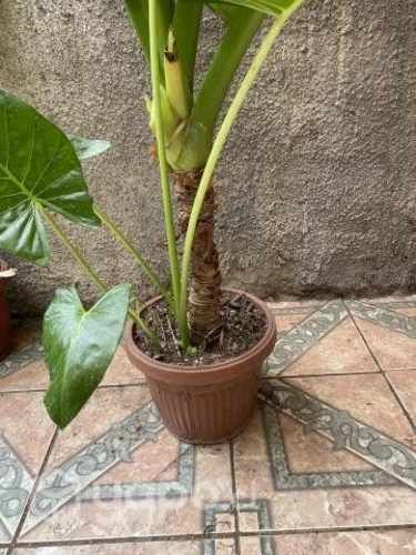 Manto de Eva 1.20 Regalo día de la madre