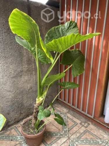 Manto de Eva 1.20 Regalo día de la madre