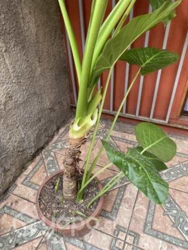 Manto de Eva 1.20 Regalo día de la madre