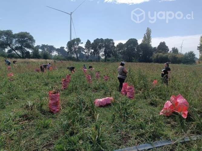 Cebollas Cobra de Guarda