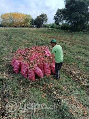 Cebollas Cobra de Guarda