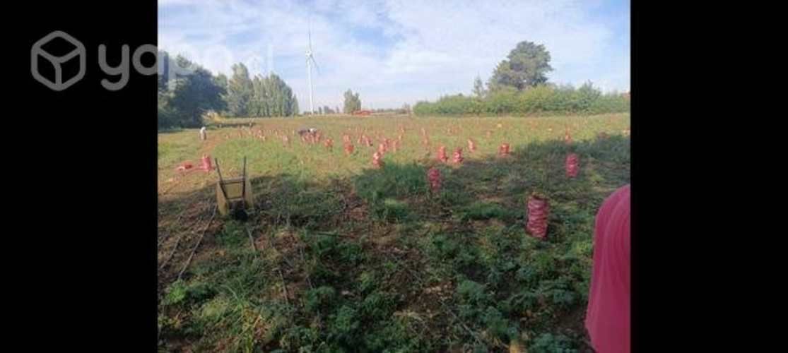 Cebollas Cobra de Guarda
