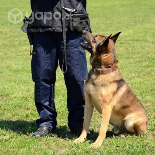 Adiestramiento canino