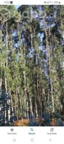 Metros de eucaliptos